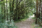 Forêt